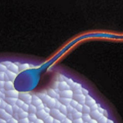 弱精癥有哪些注意事項(xiàng)