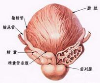 男性前列腺痛危害有多大?