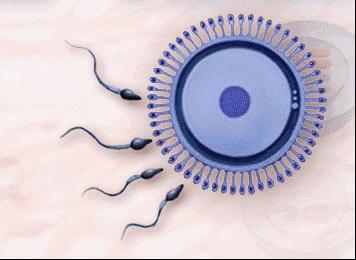 細談弱精癥的病因有哪些?