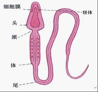 精子成活率低要怎么樣提高呢?