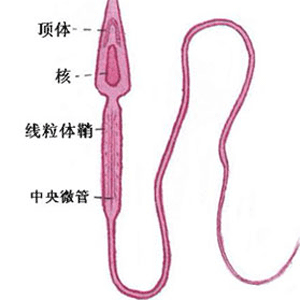 男性不射精該如何是好呢?