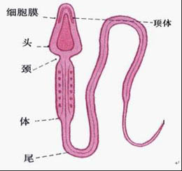 哪些疾病易引發死精癥?