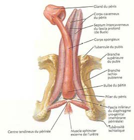 包皮過長會給男性朋友帶來哪些危害?
