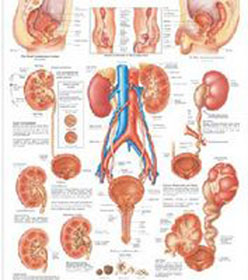 男性走出治療精囊炎的誤區很重要?