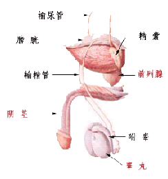 男性膀胱炎早期表現癥狀有哪些
